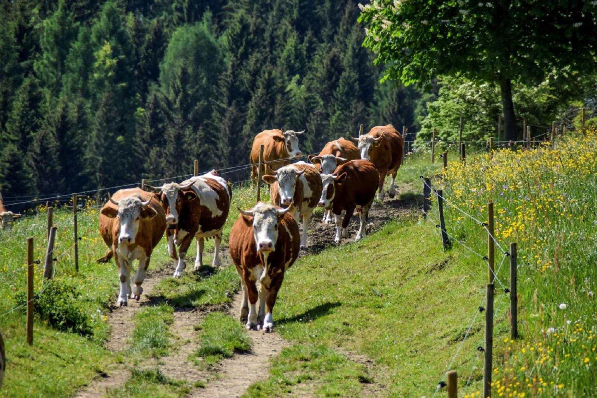 Urlaub Auf Dem Haberlhof Villa Lohberg Buitenkant foto